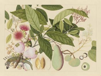 Andalas Botanicals 12